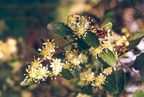 Das
                        �anculahuen-Kraut