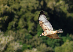Un aguilucho
                        (�ancu)