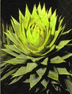 Pehuen, Araukarie, Nadeln