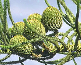 Pehuen, Araukarie, unreife Zapfen