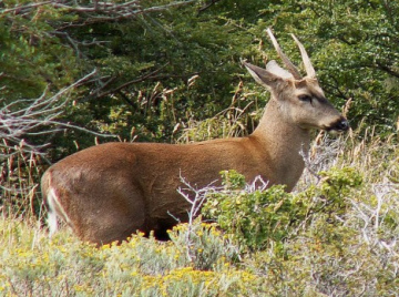 Andenhirsch (mapud.: huemul)