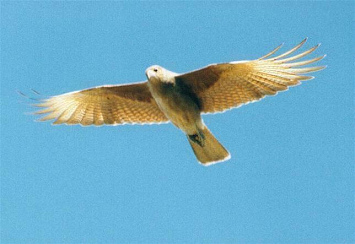 Nacht-Chimango-Vogel (pun triuque)