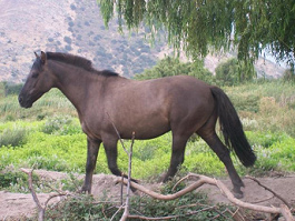 Pferd in
                        Chile