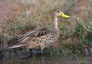 Pato maicero (Anas
                        georgica), un especie de patos que vive en casi
                        todo el pa�s de Argentina