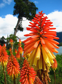 Flores a la orilla del lago
                                Mascardi