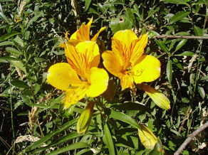 Flores Amancay en Bariloche
