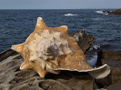 Concha del mar
                        (caracol del mar)