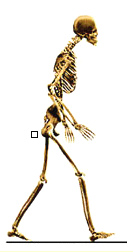 Un
                        esqueleto caminando