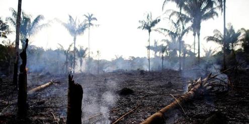 Abgebrannter Urwald im Amazonas in Brasilien 2019