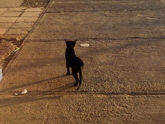 Lira-Allee, der Fischermarkt, eine schwarze
                        Katze in der Abendsonne