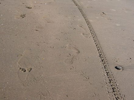 Vas de gaviotas y otras vas en la playa
                          Chinchorro