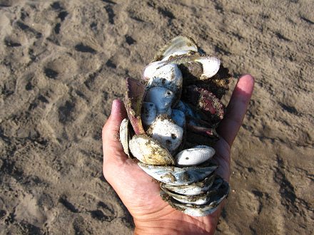 Coleccin de conchas del mar