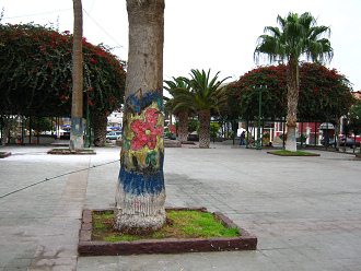 Plaza Coln, palmera pintada
                                    02