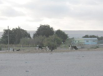 Bauernhof (Farm) mit Feldern, B�umen
                              und K�hen, Nahaufnahme