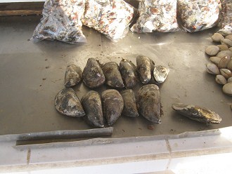 Avenida Lira, la feria de productos del
                        mar, conchas del mar (01)