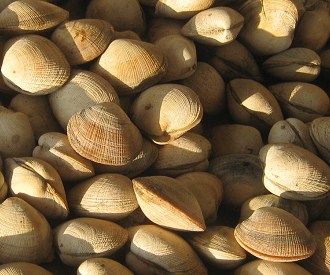 Avenida Lira, la feria de productos del
                        mar, conchas del mar (02)