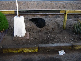 Avenida Lira con feria "Lira", un
                        perro chusco y el carril