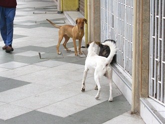Pasaje
                        21 de Mayo de Arica, perros salvajes
