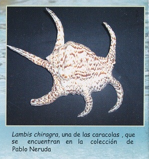 Folleto 03: Lambis
chiragra Folleto 03: Lambis
chiragra