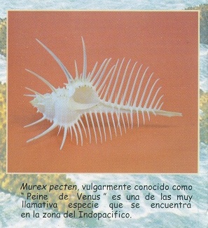 Folleto 04: Murex pecten Folleto 04: Murex
pecten