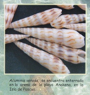 Folleto 06:
Acuminia venosa Folleto 06:
Acuminia venosa