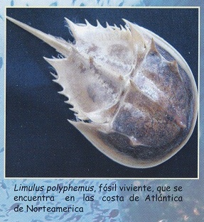 Folleto 07: Limulus
polyphemus Folleto 07: Limulus
polyphemus