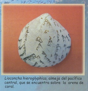 Folleto
08: Lioconcha hieroglyphica Folleto 08:
Lioconcha hieroglyphica