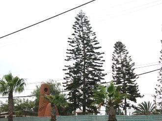 Avenida 18 de Septiembre, un abejar
                                en el jard�n de la universidad Tarapac�
                                (01)