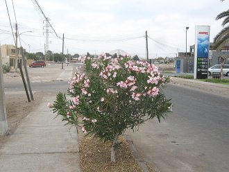 Avenida 18 de Septiembre, un arbusto