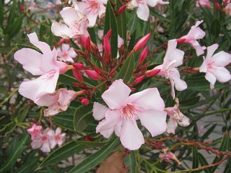 Avenida 18 de Septiembre, flores del
                          arbusto, primer plano