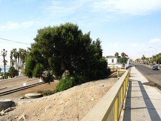 Eisenbahnlinie Arica-La Paz mit
                                  Baum und Chile-Allee