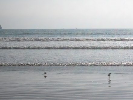 Gaviotas en la playa Chinchorro