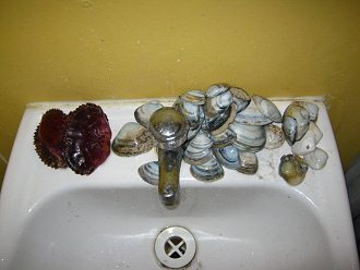 Conchas del mar secando 02