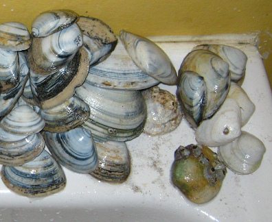 Conchas del mar secando 02 primer plano