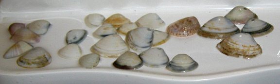 Conchas del mar secando 03, primer plano
                          01