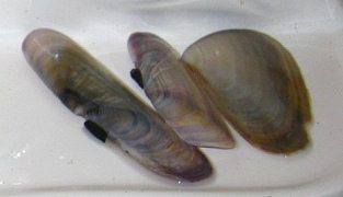 Conchas del mar secando 03, primer plano
                          02