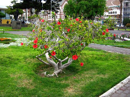 Arbeiterplatz, ein Strauch