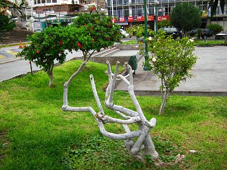 Kolumbusplatz, weisser Strauch