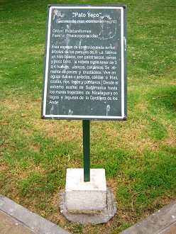 Baquedanoplatz, die Vogeltafel �ber
                                die grossen Kormorane