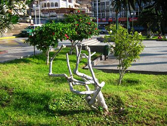 Kolumbusplatz, ein weisser
                                  Strauch