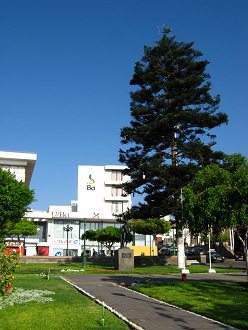 Plaza del Trabajador, pino 01