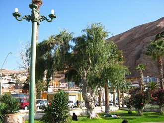 Plaza
                          Col�n de Arica, olivero