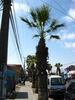 Santa-Mar�a-Allee, eine Palme