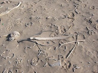 Basura salvaje en la zona de la
                                  tumba de la tierra t�xica 04 con hoja
                                  dentada