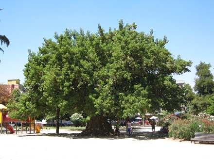 Brasilienplatz, Kugelbaum