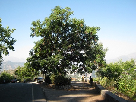 Aussichtsplattform
                          "Hundimiento" mit Baum