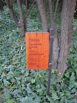 Botanischer Garten
                                  "Mapulemu", die Tafel des
                                  Tara-Baums