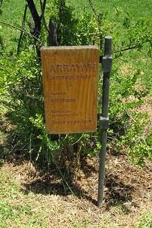 Tafel
                          des Arrayan (lat. Luma apiculata)