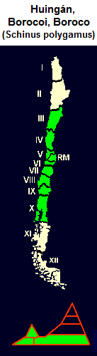 Verbreitung des Chilenischern
                                    Pfefferbaums (span. Huingán, lat.
                                    Schinus polygamus) von der 3. bis
                                    zur 10. Region Chiles, Karte und
                                    Grafik