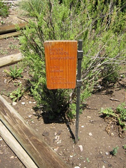 Tafel des Satureja gilliesii (span. Menta
                          de árbol, lat. Satureja gilliesii)
